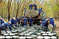 Sản phẩm Mủ Cao su Chư Prông